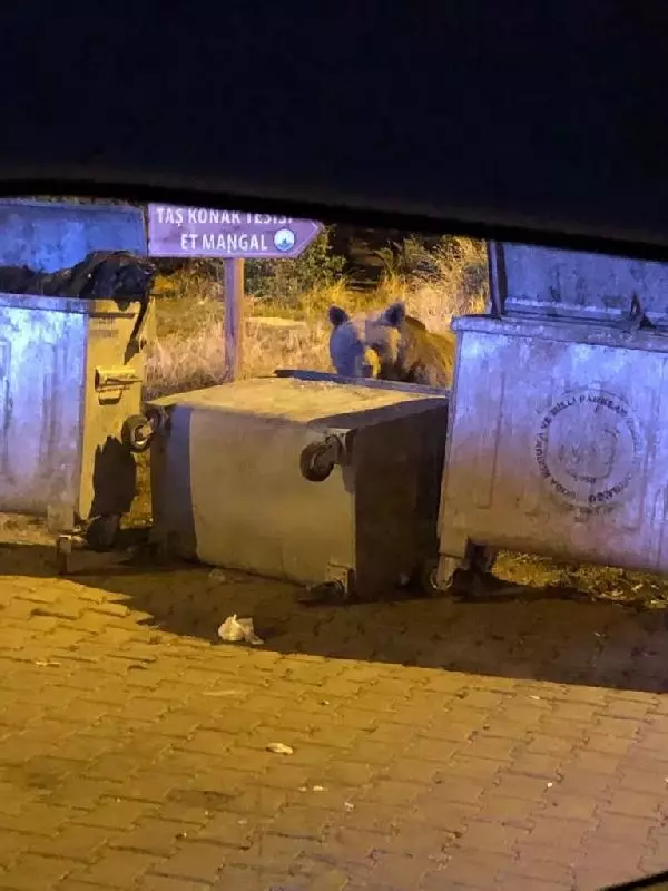 Uludağ'daki yaban hayvanları, karpuz ve ekmekle beslendi Uludağ'daki yaban hayvanları, karpuz ve ekmekle beslendi