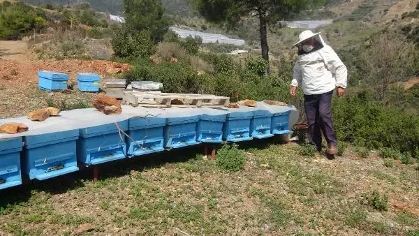 Yalancı baharın ardından gelen kış şartları arıcıları vurdu Yalancı baharın ardından gelen kış şartları arıcıları vurdu