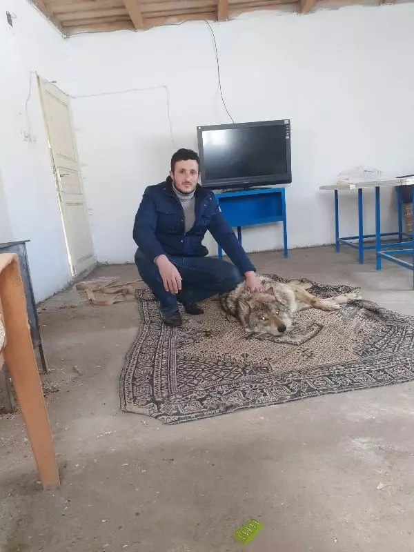 Yaralı bulduğu kurdu değirmende besledi Yaralı bulduğu kurdu değirmende besledi