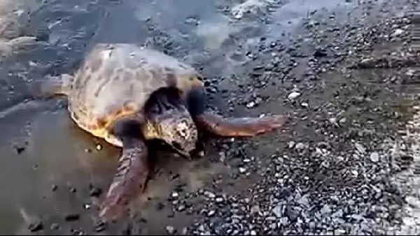 Yaralı caretta caretta tedavi altına alındı Yaralı caretta caretta tedavi altına alındı