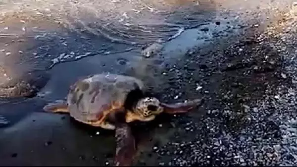 Yaralı caretta caretta tedavi altına alındı Yaralı caretta caretta tedavi altına alındı