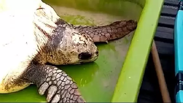 Yaralı caretta caretta tedavi altına alındı Yaralı caretta caretta tedavi altına alındı
