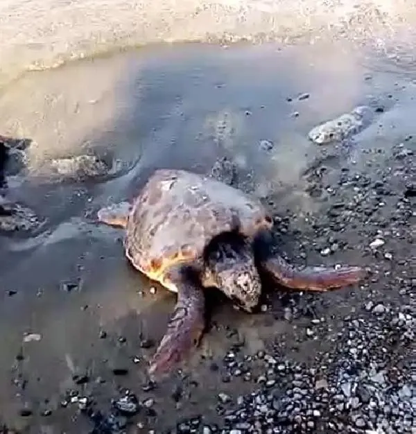 Yaralı caretta caretta tedavi altına alındı Yaralı caretta caretta tedavi altına alındı