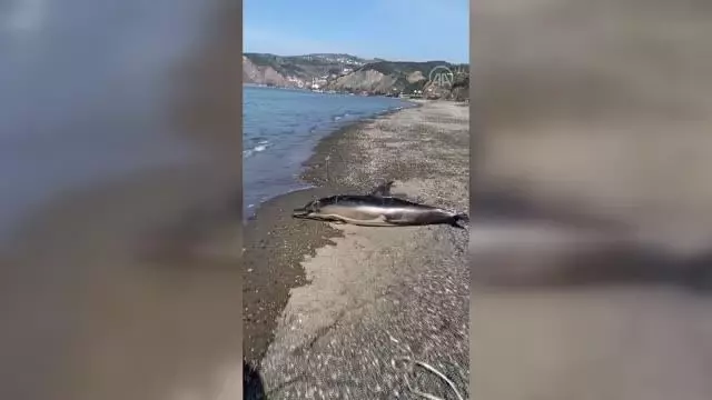 ZONGULDAK - Ölü yunus karaya vurdu ZONGULDAK - Ölü yunus karaya vurdu