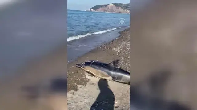 ZONGULDAK - Ölü yunus karaya vurdu ZONGULDAK - Ölü yunus karaya vurdu