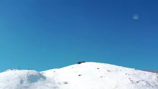 Besiciler dik yamaçlardan kızakla taşıdıkları ağaç dallarıyla hayvanlarını besliyor Besiciler dik yamaçlardan kızakla taşıdıkları ağaç dallarıyla hayvanlarını besliyor