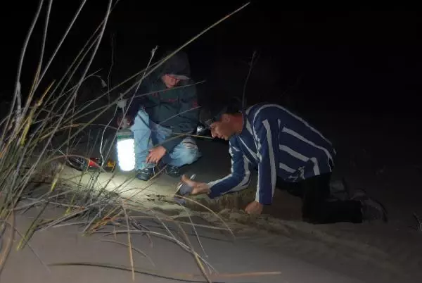 Son dakika haberi... Bir asır sonra bulduğu yamyam çekirgeyi dünyaya tanıtmak için çalışma yapıyor