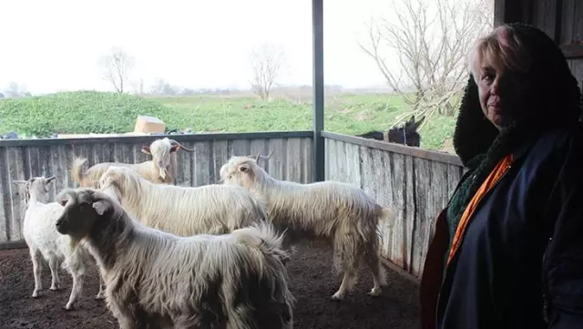 Kesime gidecek hamile keçileri satın alan hayvansever, ne etlerinden ne de sütlerinden faydalanıyor Kesime gidecek hamile keçileri satın alan hayvansever, ne etlerinden ne de sütlerinden faydalanıyor