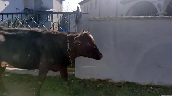Köpeklerden kaçan inek iki duvar arasına sıkıştı