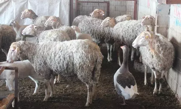 Koyun sürüsüne çobanlık yapan kaz şaşırtıyor Koyun sürüsüne çobanlık yapan kaz şaşırtıyor