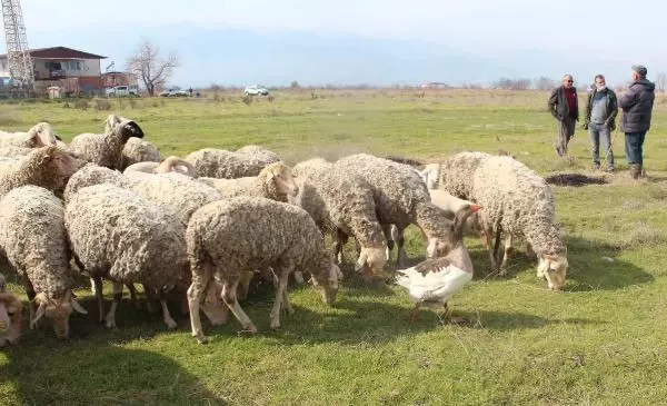 Koyun sürüsüne çobanlık yapan kaz şaşırtıyor Koyun sürüsüne çobanlık yapan kaz şaşırtıyor