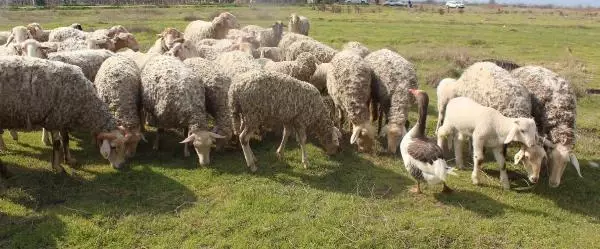 Koyun sürüsüne çobanlık yapan kaz şaşırtıyor Koyun sürüsüne çobanlık yapan kaz şaşırtıyor