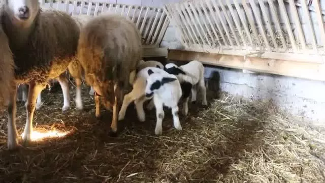 Mudurnu'da ikiz ve üçüz doğuran koyunlar sahibini sevindirdi Mudurnu'da ikiz ve üçüz doğuran koyunlar sahibini sevindirdi