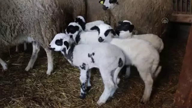 Mudurnu'da ikiz ve üçüz doğuran koyunlar sahibini sevindirdi Mudurnu'da ikiz ve üçüz doğuran koyunlar sahibini sevindirdi