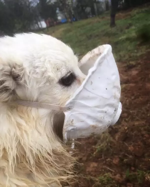 'Tonya finosu' coğrafi işaret yolunda 'Tonya finosu' coğrafi işaret yolunda