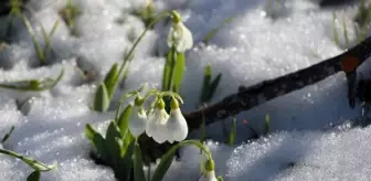 Toroslar'da kardelenler erken çiçek açtı