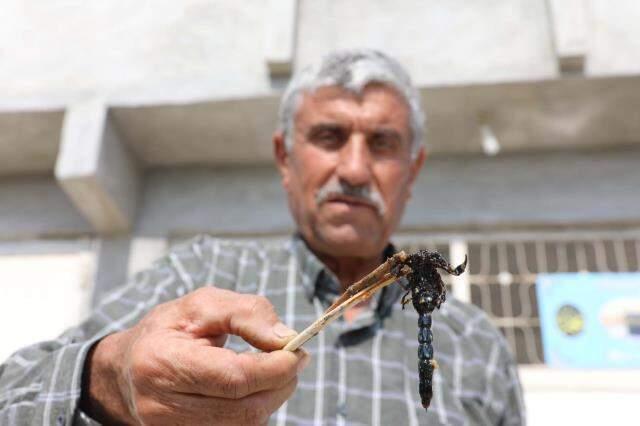 21 yıldır akrep topluyor