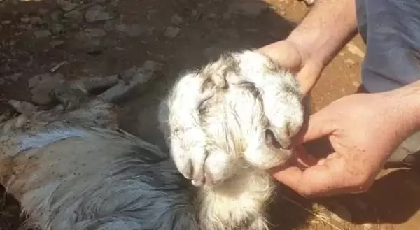 Çift başlı oğlak, yaşama tutunamadı Çift başlı oğlak, yaşama tutunamadı