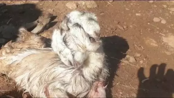 Çift başlı oğlak, yaşama tutunamadı Çift başlı oğlak, yaşama tutunamadı