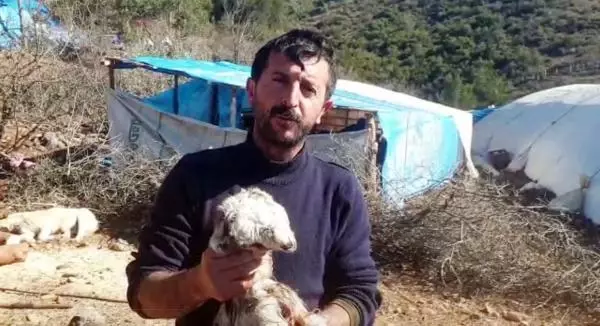 Çift başlı oğlak, yaşama tutunamadı Çift başlı oğlak, yaşama tutunamadı