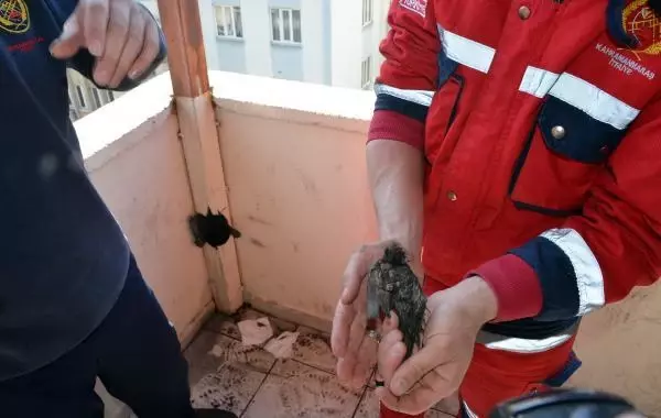 Demir boruda mahsur kalan serçe yavrusunu itfaiye kurtardı Demir boruda mahsur kalan serçe yavrusunu itfaiye kurtardı