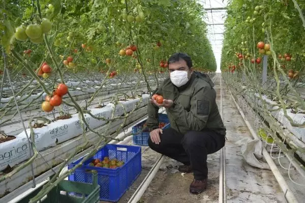 Eksi 30'ları gören Diyadin'de, jeotermal kaynaklarla 33 serada domates üretilecek Eksi 30'ları gören Diyadin'de, jeotermal kaynaklarla 33 serada domates üretilecek