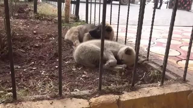 İnfaz koruma memurları cezaevi bahçesinde besledikleri sokak hayvanlarını sahiplendiriyor İnfaz koruma memurları cezaevi bahçesinde besledikleri sokak hayvanlarını sahiplendiriyor