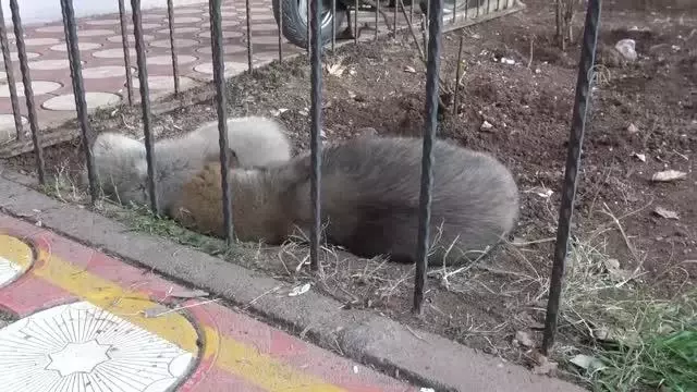 İnfaz koruma memurları cezaevi bahçesinde besledikleri sokak hayvanlarını sahiplendiriyor İnfaz koruma memurları cezaevi bahçesinde besledikleri sokak hayvanlarını sahiplendiriyor