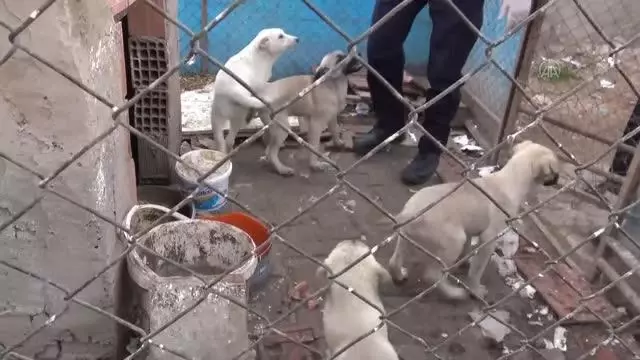 İnfaz koruma memurları cezaevi bahçesinde besledikleri sokak hayvanlarını sahiplendiriyor İnfaz koruma memurları cezaevi bahçesinde besledikleri sokak hayvanlarını sahiplendiriyor