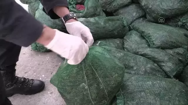 Son dakika haber | Kamyonette ele geçirilen 30 bin midye imha edildi Son dakika haber | Kamyonette ele geçirilen 30 bin midye imha edildi
