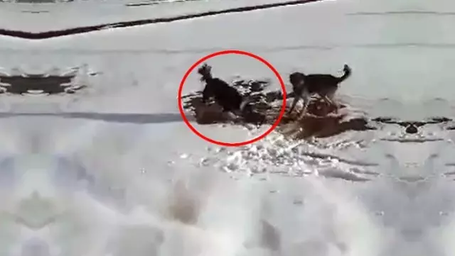 Köpeklerin parçalamaya çalıştığı su samurunu yoldan geçen vatandaş kurtardı Köpeklerin parçalamaya çalıştığı su samurunu yoldan geçen vatandaş kurtardı