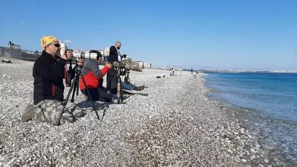 Kuzey ülkelerinin kuşu tarakdiş, Konyaaltı sahilinde görüntülendi Kuzey ülkelerinin kuşu tarakdiş, Konyaaltı sahilinde görüntülendi