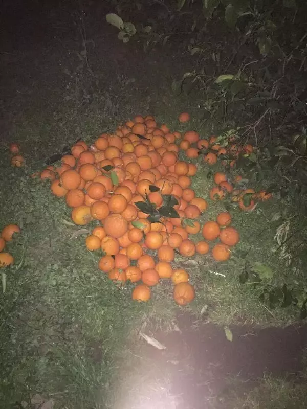 Portakal bahçesinden 5 ton meyve çalan 5 şüpheli suçüstü yakalandı Portakal bahçesinden 5 ton meyve çalan 5 şüpheli suçüstü yakalandı