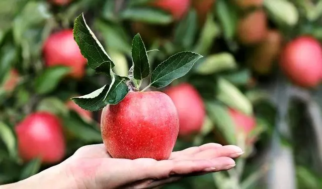 Rüyada elma görmek ne anlama geliyor? Rüyada elma yemek, elma toplamak, elma ağacı görmek ne anlama gelir? Rüyada elma görmek ne anlama geliyor? Rüyada elma yemek, elma toplamak, elma ağacı görmek ne anlama gelir?