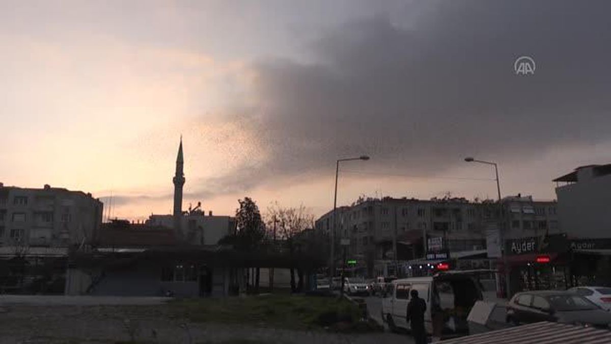 Sığırcık kuşlarının gökyüzünde dansı ilgi çekti