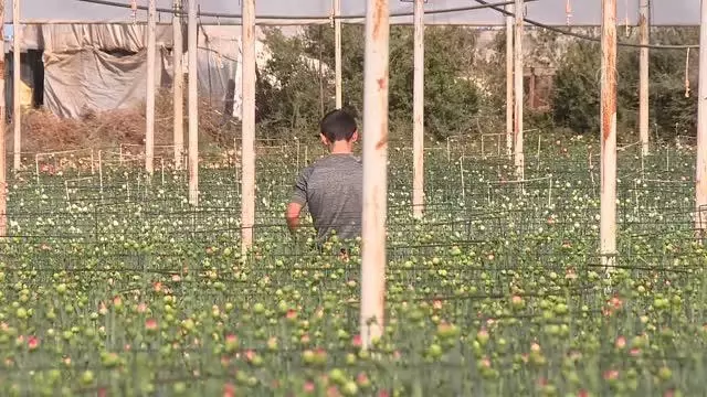 Çiçek sektörü ihracatta yüz güldürüyor Çiçek sektörü ihracatta yüz güldürüyor