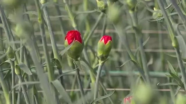 Çiçek sektörü ihracatta yüz güldürüyor Çiçek sektörü ihracatta yüz güldürüyor