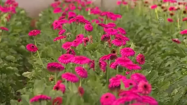 Çiçek sektörü ihracatta yüz güldürüyor Çiçek sektörü ihracatta yüz güldürüyor
