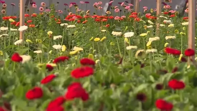 Çiçek sektörü ihracatta yüz güldürüyor Çiçek sektörü ihracatta yüz güldürüyor