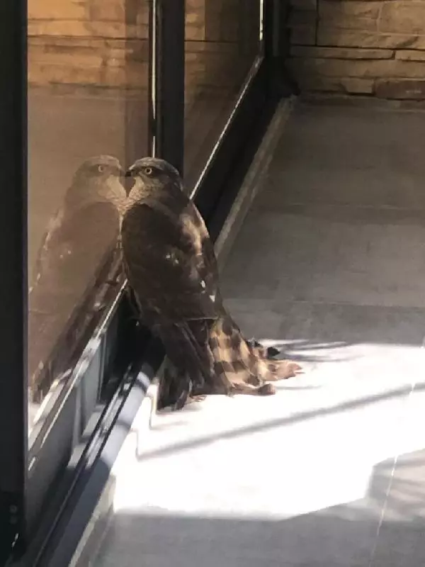 Son dakika... Dairenin terasında mahsur kalan atmacayı itfaiye kurtardı Son dakika... Dairenin terasında mahsur kalan atmacayı itfaiye kurtardı
