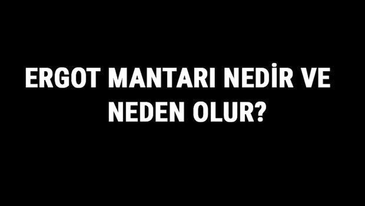 Ergot Mantarı Nedir ve Neden Olur? Çavdar Mahmuzu Hastalığı (Claviceps Purpurea) Hakkında Bilgi