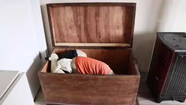 Evinde baktığı kuzular için çeyiz sandığından yuva yaptı Evinde baktığı kuzular için çeyiz sandığından yuva yaptı