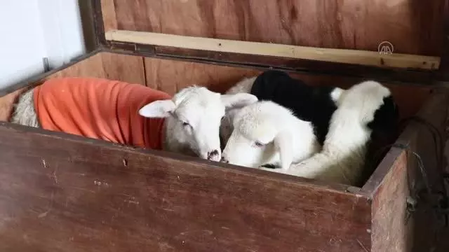 Evinde baktığı kuzular için çeyiz sandığından yuva yaptı