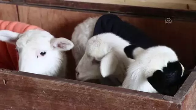 Evinde baktığı kuzular için çeyiz sandığından yuva yaptı