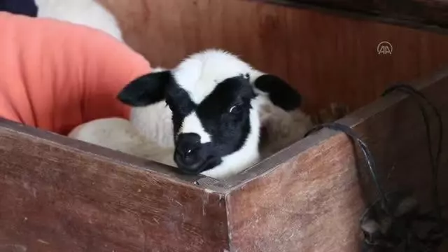 Evinde baktığı kuzular için çeyiz sandığından yuva yaptı
