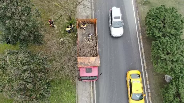 İstanbul'daki ağaçlarda Teke böceği tehlikesi! Yüzlercesinde yaşıyorlar İstanbul'daki ağaçlarda Teke böceği tehlikesi! Yüzlercesinde yaşıyorlar