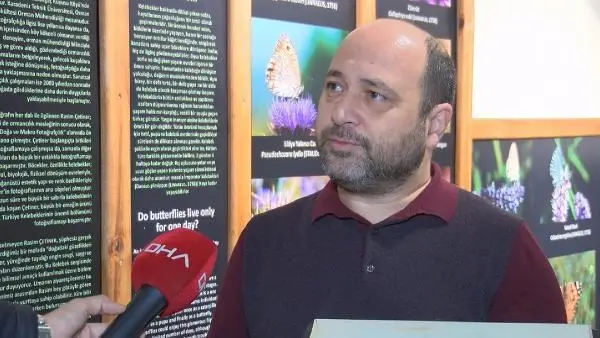 İstanbul'daki ağaçlarda Teke böceği tehlikesi! Yüzlercesinde yaşıyorlar İstanbul'daki ağaçlarda Teke böceği tehlikesi! Yüzlercesinde yaşıyorlar