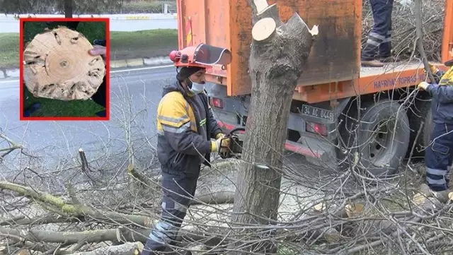 İstanbul'daki ağaçlarda Teke böceği tehlikesi! Yüzlercesinde yaşıyorlar İstanbul'daki ağaçlarda Teke böceği tehlikesi! Yüzlercesinde yaşıyorlar
