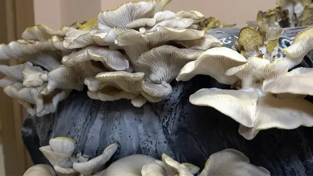 Üniversitede yetiştirilen mantarların kilosu 20 bin lirayı buluyor Üniversitede yetiştirilen mantarların kilosu 20 bin lirayı buluyor