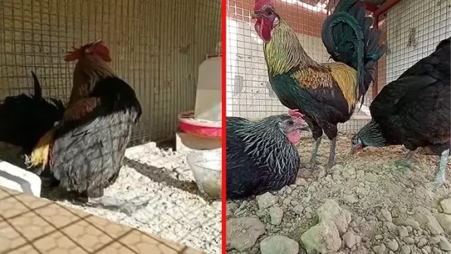 Bayılana kadar öten Denizli horozu dünya basınında Bayılana kadar öten Denizli horozu dünya basınında